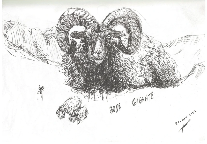 Goat / line and texture
