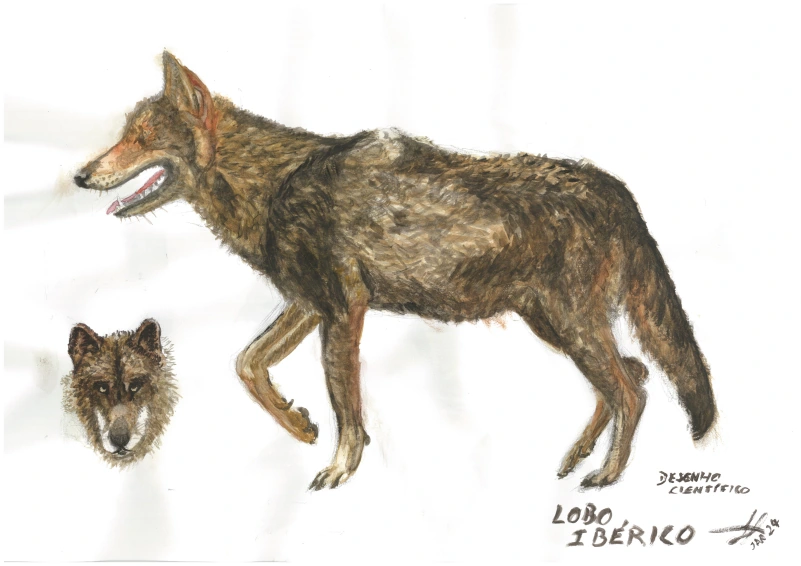 Iberian wolf / scientific drawing